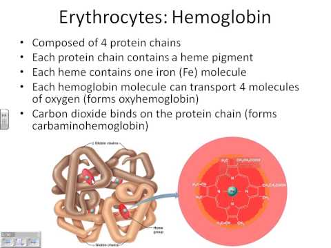 A&PII Chapter 17 Blood part 1