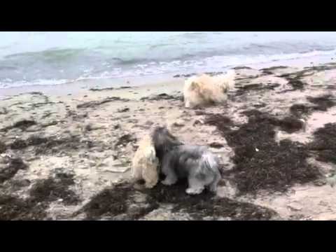 Ella, Tessa und Fidel in Ahrendshoop