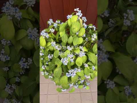 アジサイの下に置く植物はどれ？この夏、美しさをさらに高める6種の組み合わせ  庭園