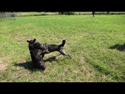CZEMU TE PSY SIĘ NA SIEBIE RZUCIŁY? Dlaczego zachowania agresywne są OK? Pomagamy zrozumieć psy!