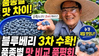 블루베리 3차 수확!품종별 맛 비교 품평회, 수확시기 차이까지(6/21) #블루베리 #블루베리<b class="sch_word">농장</b> #도시농부…