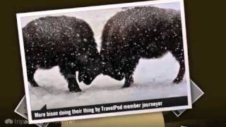 preview picture of video 'Wildlife and Snowshoe Hike in Lamar Valley Journeyer's photos around Yellowstone National Park'