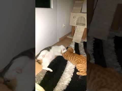 My cats fighting