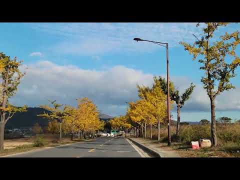 Coreia do Sul (Gyeongsangbuk-do) [Cidade de Gyeongju] Unificaçãojeon Ginkgo-ro_2