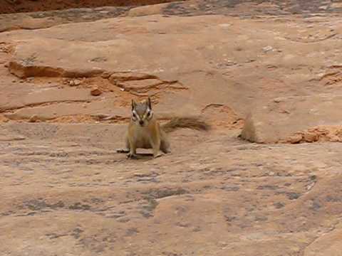 Chipmunk Steals My Cookie