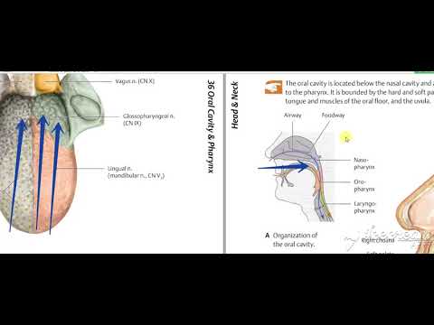 Oropharynx Interior 2