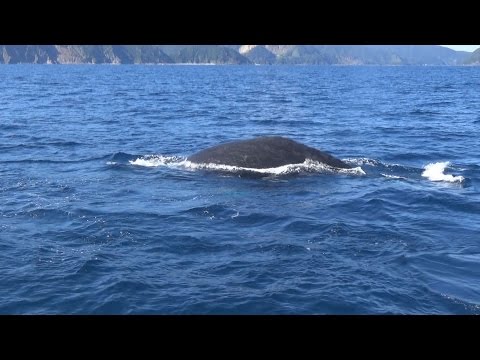 クジラの尾ひれに感嘆の声 鹿児島 奄美、回遊の季節