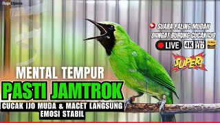 Download lagu CUCAK IJO GACOR ISIAN TEMBAKAN RAPAT !! Pancingan Cucak Ijo Muda & Macet Langsung Emosi Bisa Jamtrok mp3