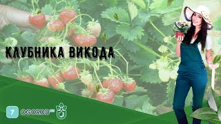 Сбор и хранение урожая