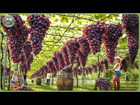 Die ertragreichste Ernte in der Hochsaison – Wie Landwirte Millionen Tonnen Getreide einbringen