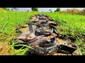 Awesome Fishing A Fisherman Catch A Lot Of Fish Under Grass At Rice Field When Dry Water