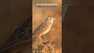 Download lagu Oriental Skylark song mp3