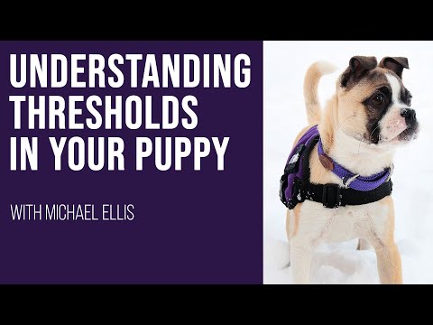 Understanding Thresholds in Your Puppy with Michael Ellis