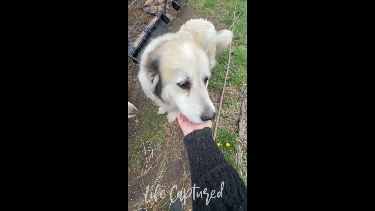 Goats Are Lovable Too
