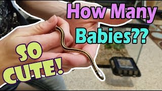 Baby Garters are Here! And they're Adorable by Snake Discovery