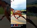 Animal Horse Horseriding Horselover Sindhihorse Shorts