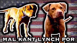MAL KANT KENNELS LYNCH P.O.R Official PBD