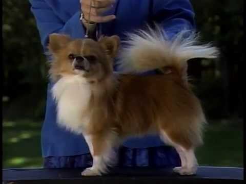 Chihuahua breed video