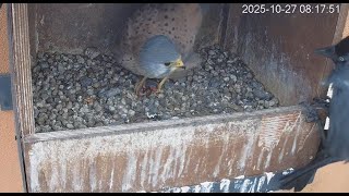 Gniazdo pustułek w Starostwie Legionowo (PL) -  kawki i samiec pustułki z myszą🐭 2025 10 27