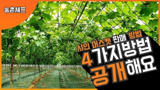 #샤인머스켓재배기술 #비가림비닐시설하우스 #샤인머스켓판매
