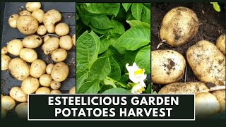 Container Potato Harvest Success! Plus Tips for Rotational Planting