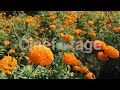 Beautiful Marigold Flowers In Field Stock Footage Stock Video Cinefootage