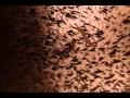 tributo carla rap.... Lisa Gerrard - Sanvean [I Am ...