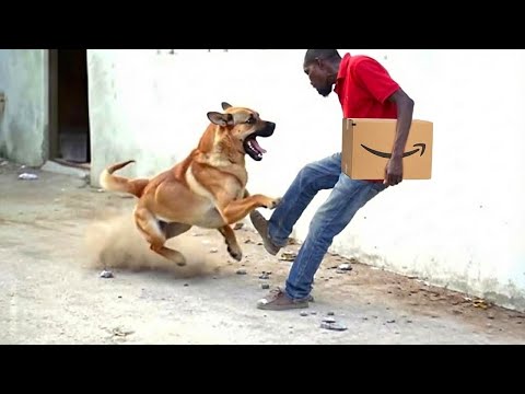 When Thieves Messed With the WRONG Guard Dogs!