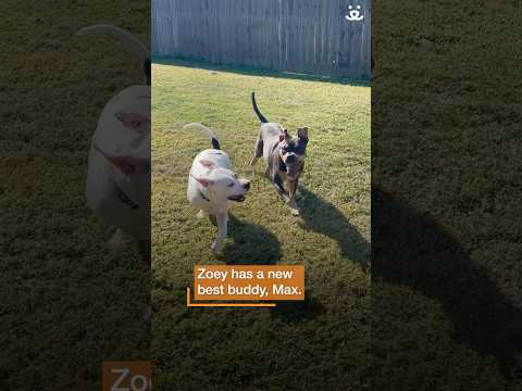 Three-legged dog is unstoppable and loves to run