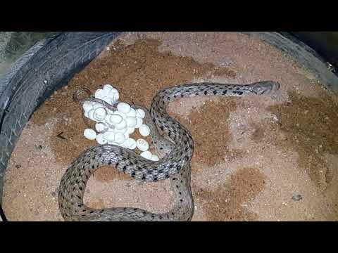 Snake Egg Bound | Documentary of Snake Is Egg Bound Videos Caugh