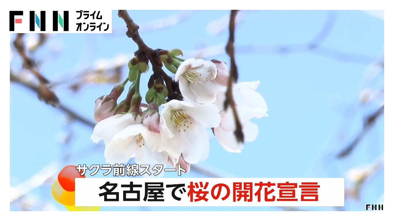 名古屋で桜の開花宣言　観測史上最速タイ　関東では早咲き桜に人が殺到（2026年03月18日）