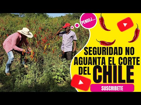 Security cannot withstand the Chilean cut