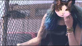 Catty Shaw - Brooklyn Cats (A parody of Catey Shaw - Brooklyn Girls)