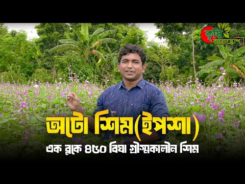 অটো শিম(ইপশা)- এক ব্লকে ৪৫০ বিঘা গ্রীস্মকালীন শিম