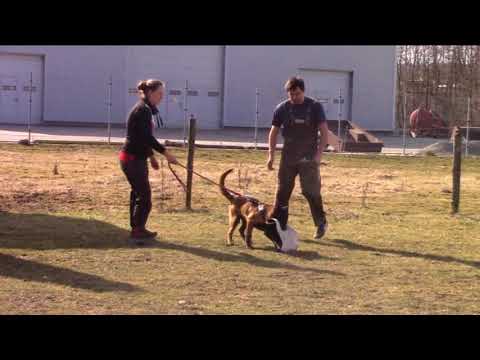 Bendix Devil Fox - protection training - 5,5 months
