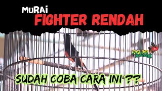 Download lagu LOW TREATMENT FOR MURAI BATU FIGHTERS, APPEARING STUBBORN ‼️ mp3 Download lagu LOW TREATMENT FOR MURAI BATU FIGHTERS, APPEARING STUBBORN ‼️ mp3
