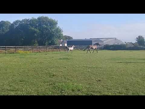 MOST FABULOUS YEARLING - TO MAKE A TOP SHOWJUMPER - Image 2
