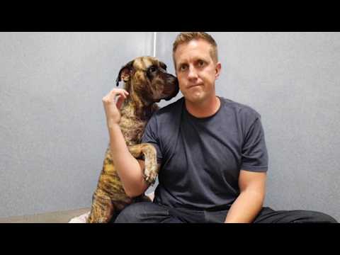 Stray Mama Mastiff Relaxes When Her Puppies Are Finally Safe