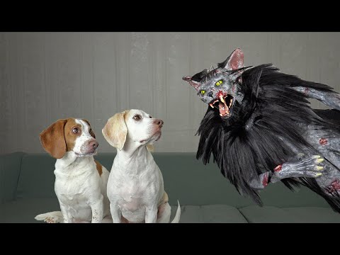 Dogs vs Zombie Cat Prank: Funny Dogs Maymo & Potpie Surprised by Zombie Cats