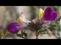 NATURE Video 18 Minutes Of Beautiful Authentic Flowers And Plants In HD Format Uncut Natural Form