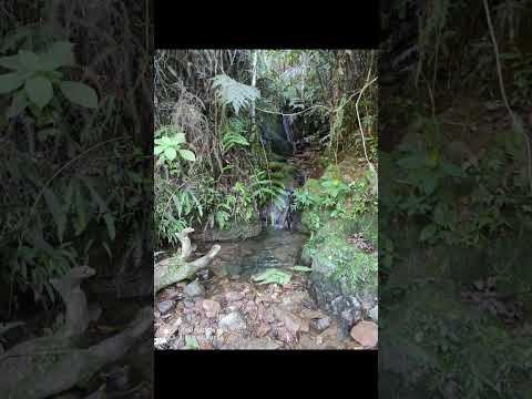 VENTA DE FINCA EN SAN CARLOS ANT, PRODUCCIÓN DE CAFÉ Y  BUENAS AGUAS. INTERNAS. VALOR:480.000.000