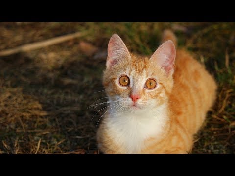 How to Discipline Your Cat or Kitten - Learning Why Cats Misbehave