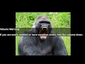 The Most Intimidating Roar; The Silverback Gorilla