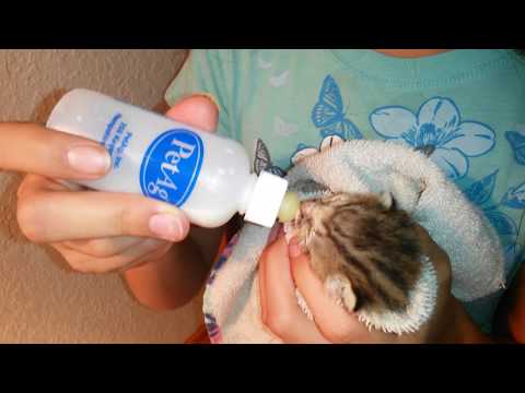 Caring For Sick Kitten with URI Without Vet