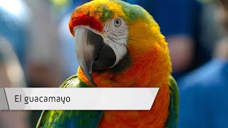 El guacamayo El guacamayo