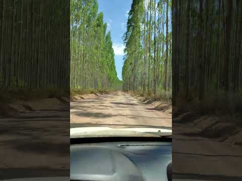 Ramal da AMCEL #amapa #portogrande