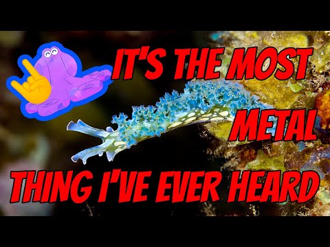 These Sea Slugs EAT SUNLIGHT and RIP THEIR OWN HEADS OFF 🤘🔥🤘 | Alien Ocean