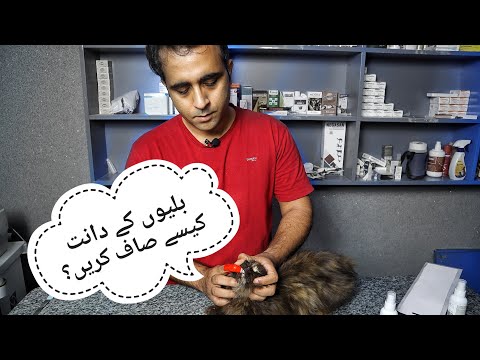 How to clean teeth of cats | Aliyan Vets | Dr. Furqan Arif