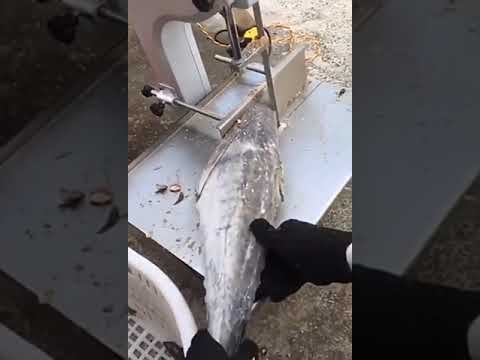 Frozen Fish Cutting Machine, 2 hp