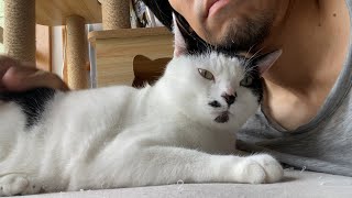あごじょり